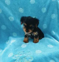 Teacup Yorkie male , a male Yorkshire Terrier for sale in Downey, CA – 1 of 2