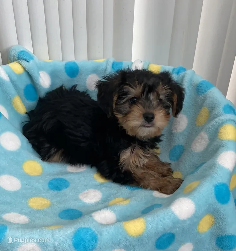 Sweet boy #2 – Yorkipoo puppy for sale in Downey, CA