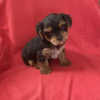 Sweetie Boy YorkiePoo , a male Yorkipoo and Yorkshire Terrier for sale in Downey, CA – 2 of 3