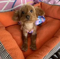 Cutie Toy Yorkipoo girl, a female Yorkipoo for sale in Downey, CA – 3 of 3