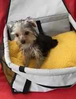 Playful Teacup Yorkie boy, a male Yorkshire Terrier for sale in Downey, CA – 1 of 3
