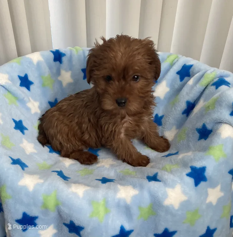 Cutie baby girl Yorkipoo  – Yorkipoo puppy for sale in Downey, CA