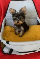 Boy teacup Yorkie , a male Yorkshire Terrier for sale in Downey, CA – 3 of 3