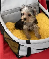 Playful Teacup Yorkie boy, a male Yorkshire Terrier for sale in Downey, CA – 3 of 3