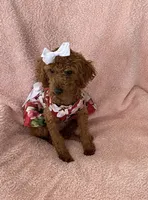 LiLy , a female Poodle - Toy  for sale in Downey, CA – 3 of 3