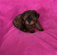 Beautiful Teacup Yorkipoo girl, a female Yorkshire Terrier and Poodle - Toy  for sale in Downey, CA – 2 of 3
