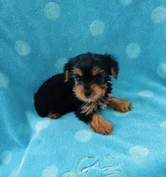Teacup Yorkie male , a male Yorkshire Terrier for sale in Downey, CA – 2 of 2