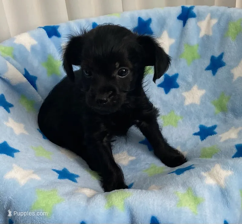 Black beauty YorkiePoo boy – Yorkipoo puppy for sale in Downey, CA