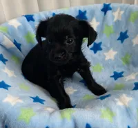 Black beauty YorkiePoo boy, a male Yorkipoo for sale in Downey, CA – 1 of 3