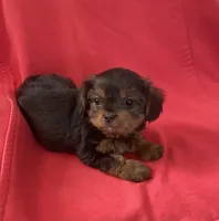 Adorable female YorkiePoo , a female Yorkipoo and Yorkshire Terrier for sale in Downey, CA – 3 of 3