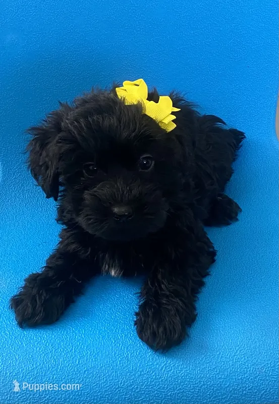 Cutie black female YorkiePoo  – Yorkshire Terrier, Poodle - Toy  puppy for sale in Downey, CA