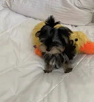 Tiny baby Yorkie boy, a male Yorkshire Terrier for sale in Downey, CA – 2 of 3