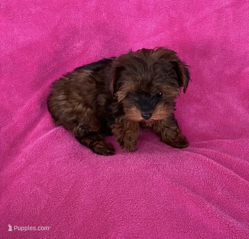Beautiful Teacup Yorkipoo girl – Yorkshire Terrier, Poodle - Toy  puppy for sale in Downey, CA