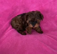 Beautiful Teacup Yorkipoo girl, a female Yorkshire Terrier and Poodle - Toy  for sale in Downey, CA – 1 of 3