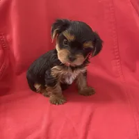 Sweetie Boy YorkiePoo , a male Yorkipoo and Yorkshire Terrier for sale in Downey, CA – 1 of 3