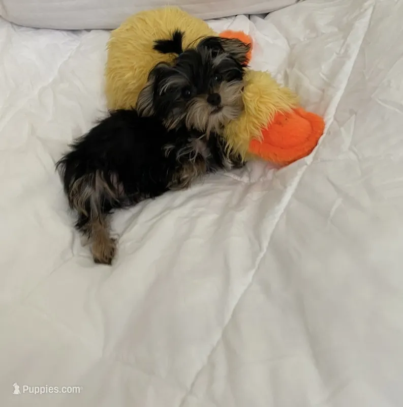 Tiny baby Yorkie boy – Yorkshire Terrier puppy for sale in Downey, CA