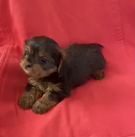 Adorable female YorkiePoo , a female Yorkipoo and Yorkshire Terrier for sale in Downey, CA – 2 of 3
