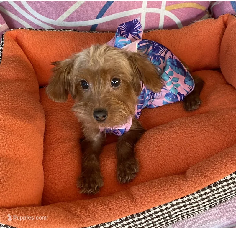 Cutie Toy Yorkipoo girl – Yorkipoo puppy for sale in Downey, CA