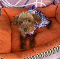 Cutie Toy Yorkipoo girl, a female Yorkipoo for sale in Downey, CA – 1 of 3