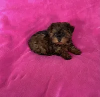 Beautiful Teacup Yorkipoo girl, a female Yorkshire Terrier and Poodle - Toy  for sale in Downey, CA – 3 of 3