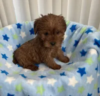 Cutie baby girl Yorkipoo , a female Yorkipoo for sale in Downey, CA – 2 of 3
