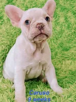 Caruso , a male French Bulldog for sale in Hugo, OK – 7 of 7