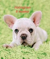Holmgren, a male French Bulldog for sale in Hugo, OK – 5 of 6