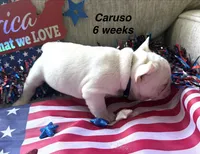 Caruso , a male French Bulldog for sale in Hugo, OK – 3 of 3