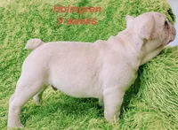Holmgren, a male French Bulldog for sale in Hugo, OK – 3 of 6