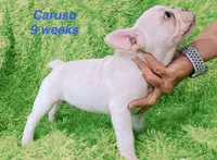 Caruso , a male French Bulldog for sale in Hugo, OK – 6 of 7
