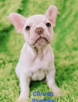 Caruso , a male French Bulldog for sale in Hugo, OK – 4 of 7