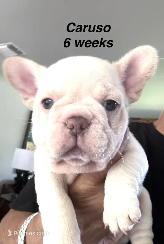 Caruso  – French Bulldog puppy for sale in Hugo, OK