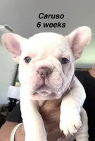 Caruso , a male French Bulldog for sale in Hugo, OK – 1 of 3