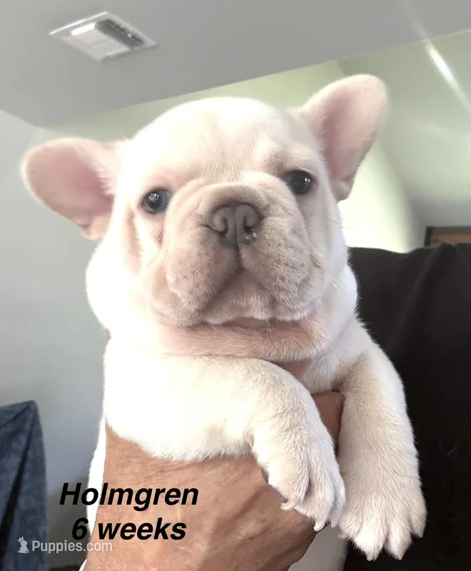 Holmgren – French Bulldog puppy for sale in Hugo, OK