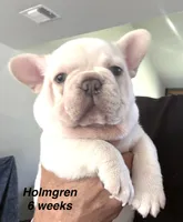 Holmgren, a male French Bulldog for sale in Hugo, OK – 1 of 4