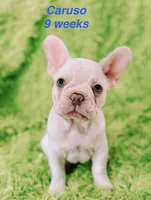 Caruso , a male French Bulldog for sale in Hugo, OK – 2 of 7