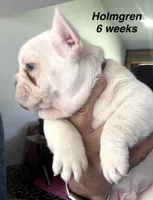 Holmgren, a male French Bulldog for sale in Hugo, OK – 2 of 4