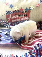 Holmgren, a male French Bulldog for sale in Hugo, OK – 4 of 4