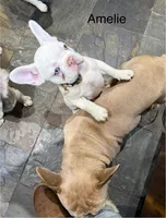 Amelie, a female French Bulldog for sale in Hugo, OK – Photo 4 of 10