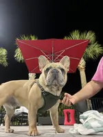 Amelie, a female French Bulldog for sale in Hugo, OK – Photo 10 of 10