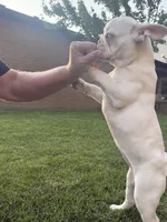 Amelie, a female French Bulldog for sale in Hugo, OK – Photo 2 of 10
