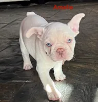 Amelie, a female French Bulldog for sale in Hugo, OK – Photo 6 of 10