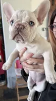 Amelie, a female French Bulldog for sale in Hugo, OK – Photo 9 of 10