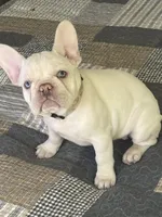 Amelie, a female French Bulldog for sale in Hugo, OK – Photo 5 of 10