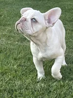 Amelie, a female French Bulldog for sale in Hugo, OK – Photo 1 of 10