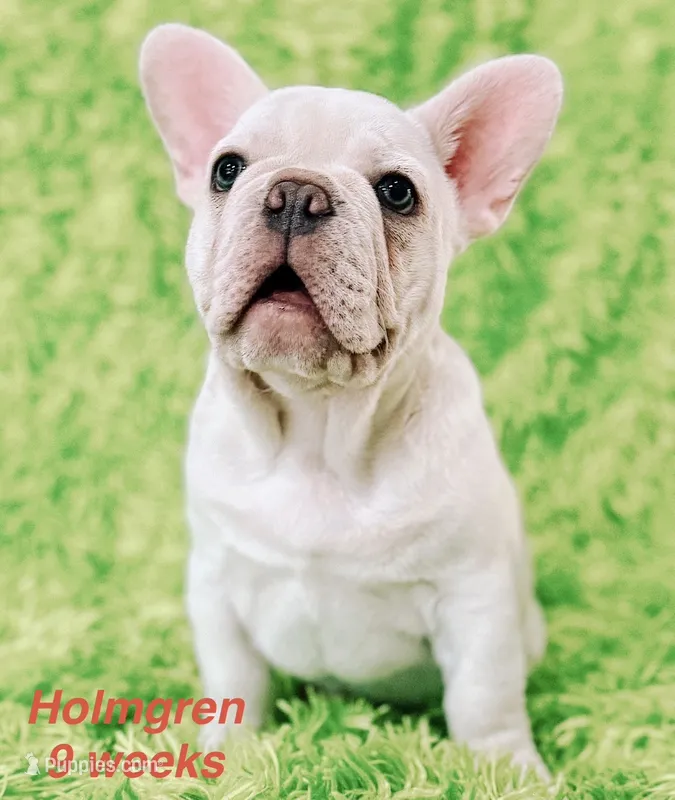 Holmgren – French Bulldog puppy for sale in Hugo, OK