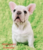 Holmgren, a male French Bulldog for sale in Hugo, OK – 1 of 6