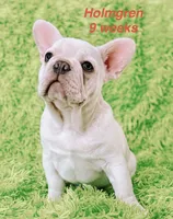 Holmgren, a male French Bulldog for sale in Hugo, OK – 2 of 6