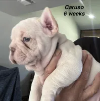 Caruso , a male French Bulldog for sale in Hugo, OK – 2 of 3