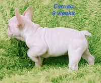Caruso , a male French Bulldog for sale in Hugo, OK – 5 of 7